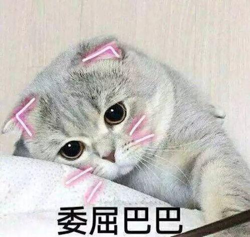 娱乐吃瓜君折耳猫原视频,折耳猫原视频背后的故事