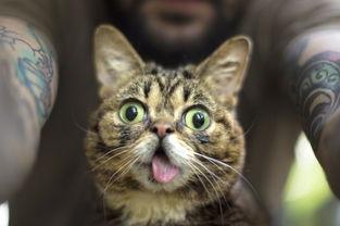 娱乐吃瓜酱猫咪视频,萌态十足，网友直呼“太可爱了！”