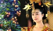 吃瓜娱乐圈贵妃百度云,娱乐圈幕后秘闻大揭秘