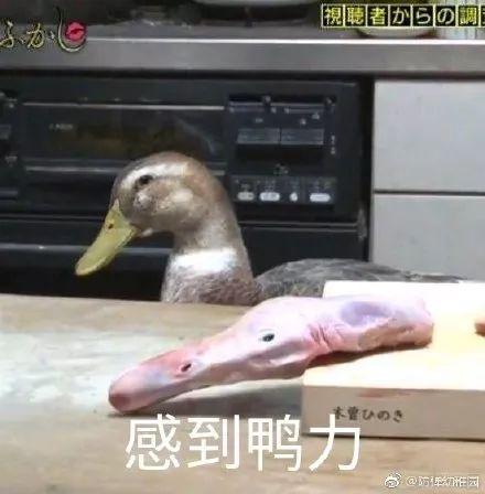 娱乐吃瓜酱冲鸭,揭秘娱乐圈那些鲜为人知的幕后故事