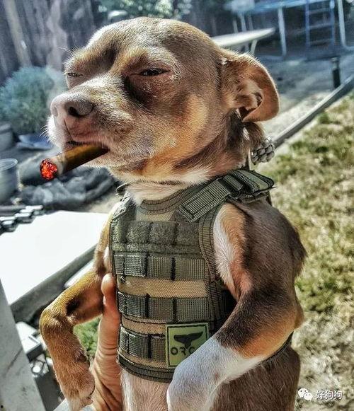 娱乐吃瓜汪星人,揭秘明星背后的故事