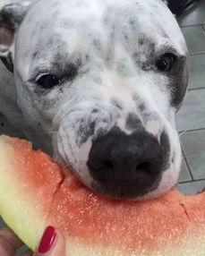 娱乐吃瓜汪星人,揭秘明星背后的故事