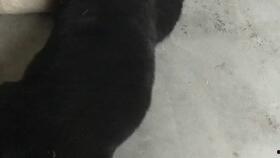 娱乐吃瓜酱小奶狗,揭秘娱乐圈的甜蜜与苦涩