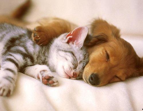 娱乐吃瓜酱收了你的猫粮,宠物界的“网红”效应