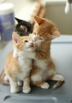 娱乐吃瓜小猫咪小说,小猫咪的娱乐圈冒险之旅