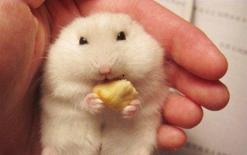 娱乐吃瓜酱仓鼠,揭秘娱乐圈背后的趣味故事