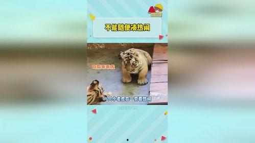 虎虎爱娱乐吃瓜,揭秘娱乐圈那些吃瓜背后的故事