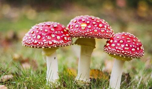 娱乐吃瓜酱毒蘑菇,毒蘑菇事件背后的真相