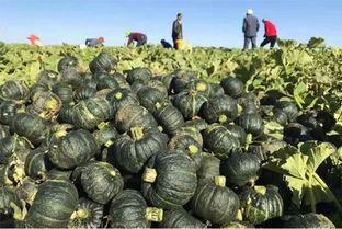 娱乐吃瓜真的假的